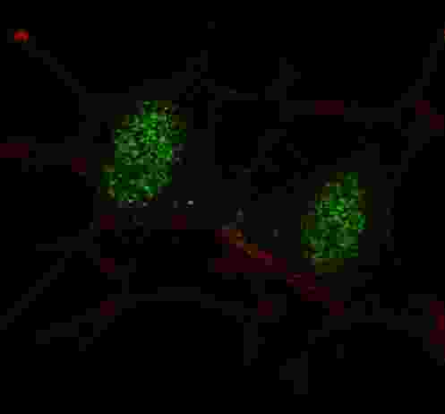 Fluorescent confocal image of SY5Y cells stained with SMAD2 antibody. SY5Y cells were fixed with 4% PFA (20 min), permeabilized with Triton X-100 (0.2%, 30 min). Cells were then incubated SMAD2 primary antibody (1:100, 2 h at room temperature). For secondary antibody, Alexa Fluor 488 conjugated donkey anti-rabbit antibody (green) was used (1:1000, 1h). Nuclei were counterstained with Hoechst 33342 (blue) (10 ug/ml, 5 min). Note the highly specific localization of the SMAD2 mainly to the nucleus.