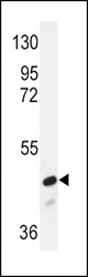 Western blot of SMAD2 Antibody in NIH-3T3 cell line lysates (35 ug/lane). SMAD2 (arrow) was detected using the purified antibody.
