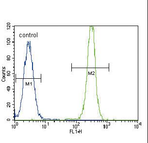 SMAD2 Antibody flow cytometry of HeLa cells (right histogram) compared to a negative control cell (left histogram). FITC-conjugated goat-anti-rabbit secondary antibodies were used for the analysis.