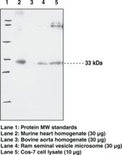 Western blot of PTGES2 antibody LS-B6962.
