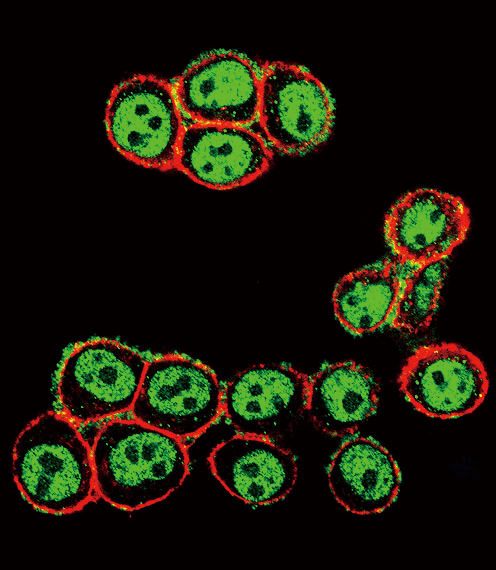 Confocal immunofluorescent of Phospho-SMAD3-S208 Antibody with HeLa cell followed by Alexa Fluor 488-conjugated goat anti-rabbit lgG (green). Actin filaments have been labeled with Alexa Fluor 555 phalloidin (red).