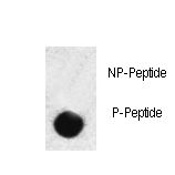 Dot blot of anti-hSMAD3-S208 Phospho-specific antibody on nitrocellulose membrane. 50ng of Phospho-peptide or Non Phospho-peptide per dot were adsorbed. Antibody working concentrations are 0.5ug per ml.