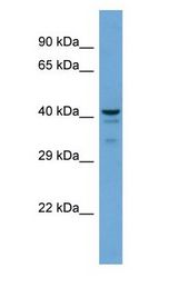 PTGES2 antibody Western Blot of Mouse Brain. Antibody dilution: 1 ug/ml.