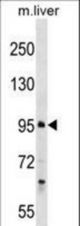 PROSER1 Antibody western blot of mouse liver tissue lysates (35 ug/lane). The PROSER1 antibody detected the PROSER1 protein (arrow).