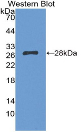 Western blot of recombinant PTGES2.