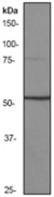 Western blot analysis on Cos-1 cell lysate using anti-Smad 5 antibody, dilution 1:1000.