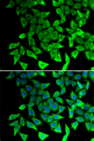 Immunofluorescence blot of A549 cell using PTGES2 antibody. Blue: DAPI for nuclear staining.