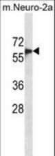 SMAD6 Antibody western blot of mouse Neuro-2a cell line lysates (35 ug/lane). The SMAD6 antibody detected the SMAD6 protein (arrow).