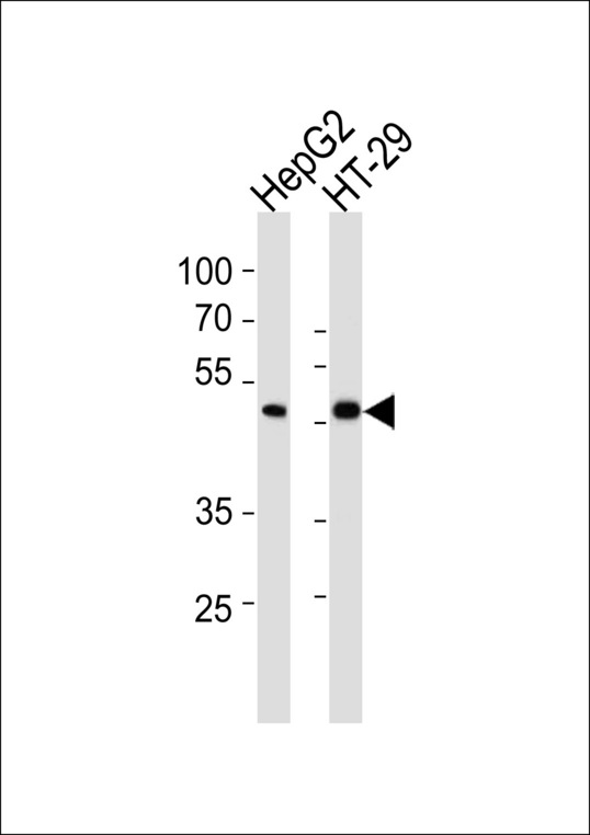 SMAD6 Antibody western blot of HepG2,HT29 cell line lysates (35 ug/lane). The SMAD6 antibody detected the SMAD6 protein (arrow).