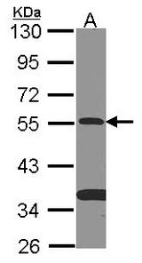 Sample (30 ug of whole cell lysate). A: NT2D1. 10% SDS PAGE. SMAD9 antibody diluted at 1:500.