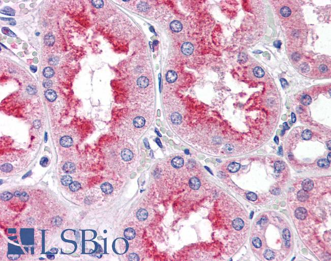 Anti-SMAD9 antibody IHC of human kidney. Immunohistochemistry of formalin-fixed, paraffin-embedded tissue after heat-induced antigen retrieval. Antibody LS-B2646 concentration 5 ug/ml.