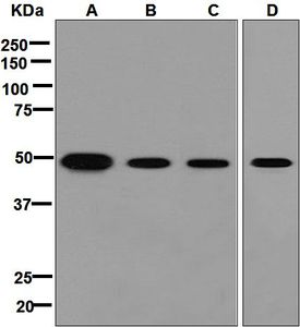 Western blot analysis on (A) Saos-2, (B) 293T, (C) human skin, and (D) A549 lysates using anti-Smad9 antibody.
