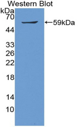Western blot of recombinant SMAD9.