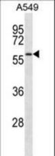 SMAD9 Antibody western blot of A549 cell line lysates (35 ug/lane). The SMAD9 antibody detected the SMAD9 protein (arrow).
