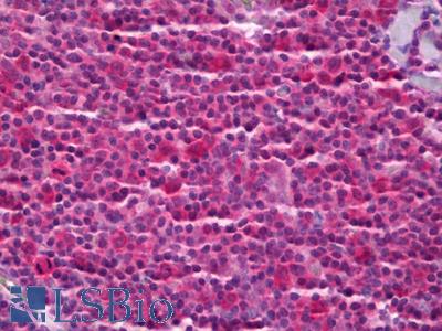 Anti-PTGES3 antibody IHC of human tonsil. Immunohistochemistry of formalin-fixed, paraffin-embedded tissue after heat-induced antigen retrieval. Antibody LS-B6976 concentration 5 ug/ml.