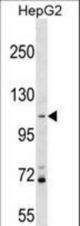 PROSER1 Antibody western blot of HepG2 cell line lysates (35 ug/lane). The PROSER1 antibody detected the PROSER1 protein (arrow).