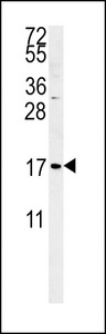 SMAGP Antibody western blot of K562 cell line lysates (35 ug/lane). The SMAGP antibody detected the SMAGP protein (arrow).