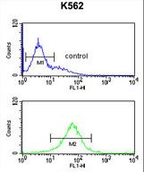 SMAGP Antibody flow cytometry of K562 cells (bottom histogram) compared to a negative control cell (top histogram). FITC-conjugated goat-anti-rabbit secondary antibodies were used for the analysis.