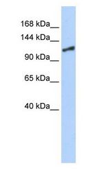 SMARCA1 / SWI antibody Western Blot of 293T.