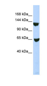 SMARCA1 antibody LS-C110252 Western blot of 293T cell lysate.