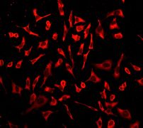 Immunofluorescent staining of HeLa cells using anti-Prostaglandin E Synthase 3 antibody (LS-C105668).
