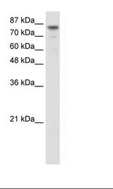 Transfected 293T Cell Lysate