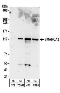 Detection of Mouse SMARCA3 by Western Blot. Samples: Whole cell lysate (50 ug) from NIH3T3, TCMK-1, 4T1, and CT26.WT cells. Antibodies: Affinity purified rabbit anti-SMARCA3 antibody used for WB at 0.5 ug/ml. Detection: Chemiluminescence with an exposure time of 3 minutes.