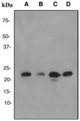 Western blot analysis on (A) HeLa, (B) human spleen, (C) Jurkat and (D) HepG2 cell lysates using anti-Prostaglandin E Synthase 3 antibody (LS-C105668).