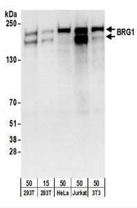 Detection of Human and Mouse BRG1 by Western Blot. Samples: Whole cell lysate from 293T (15 and 50 ug), HeLa (50 ug), Jurkat (50 ug), and mouse NIH3T3 (50 ug) cells. Antibodies: Affinity purified goat anti-BRG1 antibody used for WB at 0.4 ug/ml. Detection: Chemiluminescence with an exposure time of 10 seconds.