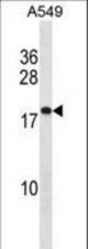 PTGES3 Antibody western blot of A549 cell line lysates (35 ug/lane). The PTGES3 antibody detected the PTGES3 protein (arrow).