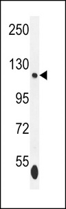 ISWI Antibody western blot of K562 cell line lysates (35 ug/lane). The ISWI antibody detected the ISWI protein (arrow).