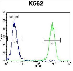 ISWI Antibody flow cytometry of K562 cells (right histogram) compared to a negative control cell (left histogram). FITC-conjugated goat-anti-rabbit secondary antibodies were used for the analysis.