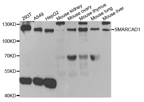 Western blot analysis of extracts of various cell lines, using SMARCAD1 antibody.