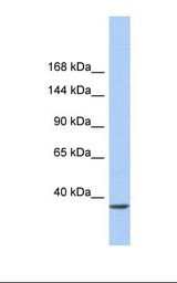 Fetal heart lysate. Antibody concentration: 1.0 ug/ml. Gel concentration: 6-18%.