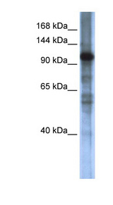 SMARCAL1 antibody LS-C109896 Western blot of Transfected 293T cell lysate.