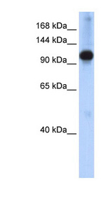 SMARCAL1 antibody LS-C109895 Western blot of Transfected 293T cell lysate.