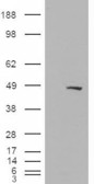 HEK293 overexpressing BAF57 (RC209444) and probed with the antibody (mock transfection in first lane).