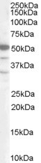 Antibody staining (0.2 ug/ml) of Jurkat lysate (RIPA buffer, 35 ug total protein per lane). Primary incubated for 1 hour. Detected by Western blot of chemiluminescence.