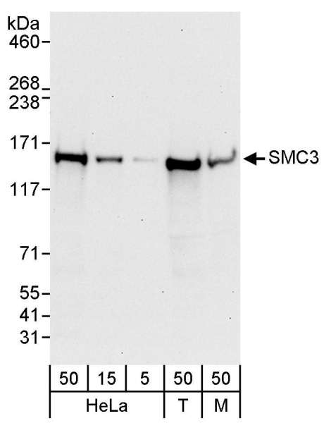 Detection of Human and Mouse SMC3 by Western Blot. Samples: Whole cell lysate from HeLa (5, 15 and 50 ug), 293T (T; 50 ug) and mouse NIH3T3 (M; 50 ug) cells. Antibody: Affinity purified rabbit anti-SMC3 antibody used for WB at 0.04 ug/ml. Detection: Chemiluminescence with an exposure time of 30 seconds.