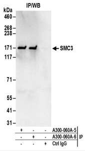 Detection of Human SMC3 by Western Blot of Immunoprecipitates. Samples: Whole cell lysate (0.5 or 1.0 mg per IP reaction; 20% of IP loaded) from HeLa cells. Antibodies: Affinity purified rabbit anti-SMC3 antibody used for IP at 6 ug per reaction. SMC3 was also immunoprecipitated by a previous lot of this antibody. For blotting immunoprecipitated SMC3, was used at 1 ug/ml. Detection: Chemiluminescence with an exposure time of 3 seconds.