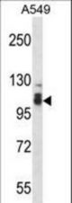 SMEK2 Antibody western blot of A549 cell line lysates (35 ug/lane). The SMEK2 antibody detected the SMEK2 protein (arrow).