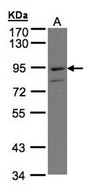 Sample (30 ug of whole cell lysate). A: H1299. 7.5% SDS PAGE. PTGFRN antibody diluted at 1:500