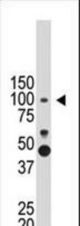 The anti-PROX1 antibody is used in Western blot to detect PROX1 in mouse brain tissue lysate.