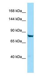 PTGFRN antibody Western Blot of HepG2.