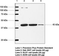 Western blot of PTGIR / IP Receptor antibody.