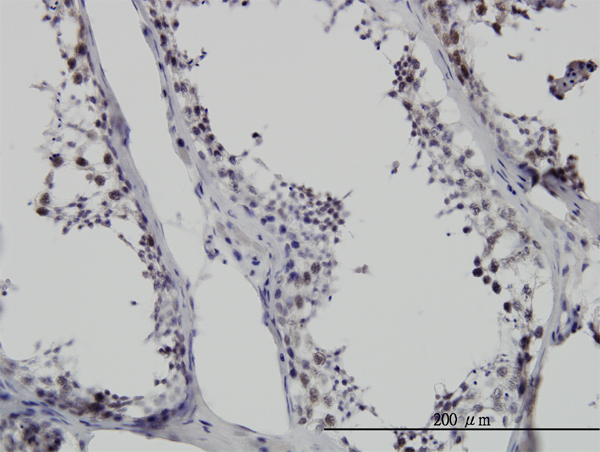 Immunoperoxidase of monoclonal antibody to SMNDC1 on formalin-fixed paraffin-embedded human testis. [antibody concentration 6 ug/ml]