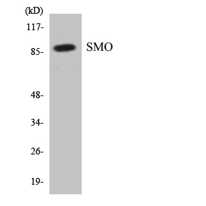 Western blot of the lysates from HepG2 cells using SMO antibody.