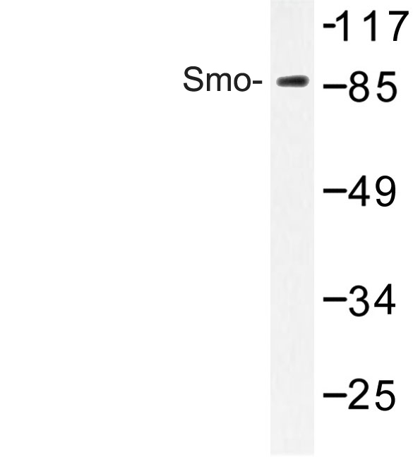 Western blot of Smo (V107) pAb in extracts from HUVEC cells.