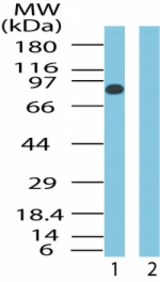 Western blot of human SMOH in human heart lysate in the 1) absence and 2) presence of immunizing peptide using antibody at 0.1 ug/ml.