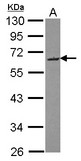 Sample (30 ug of whole cell lysate) A: HepG2 10% SDS PAGE SMOC2 antibody diluted at 1:1000